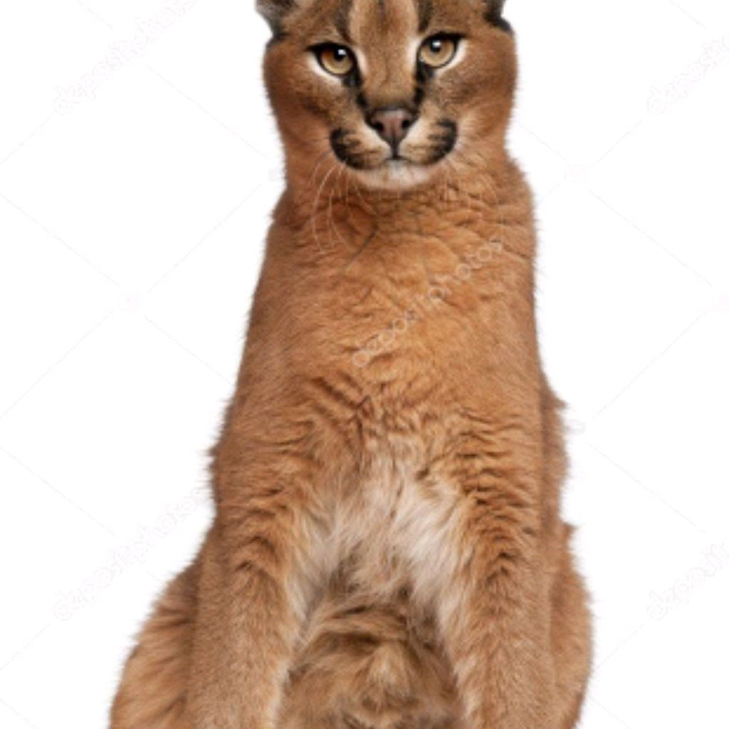 Иконка канала Амир Алиев Р.