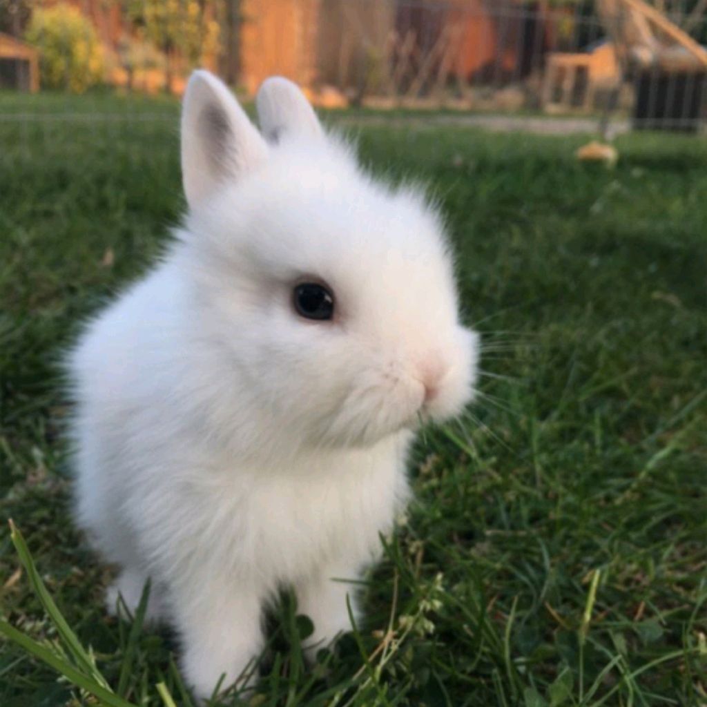 Иконка канала 🐇🎀КАРИНА И КРОЛИКИ 🎀 🐇