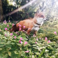 Иконка канала 𐙚˚🦊𝖿ᥲmіᥣᥡ ᥴһᥲrᥣs᥆ᥒ🪽՞𐦯