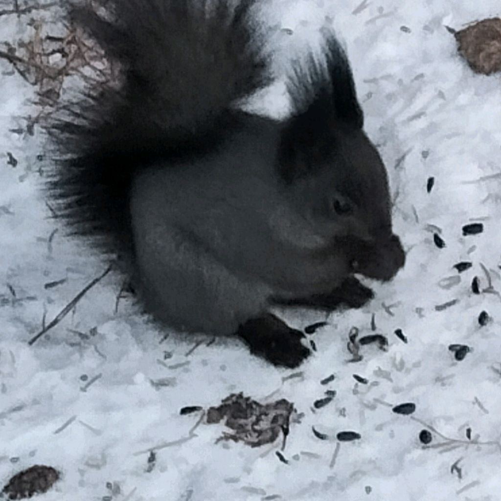 Иконка канала Белка