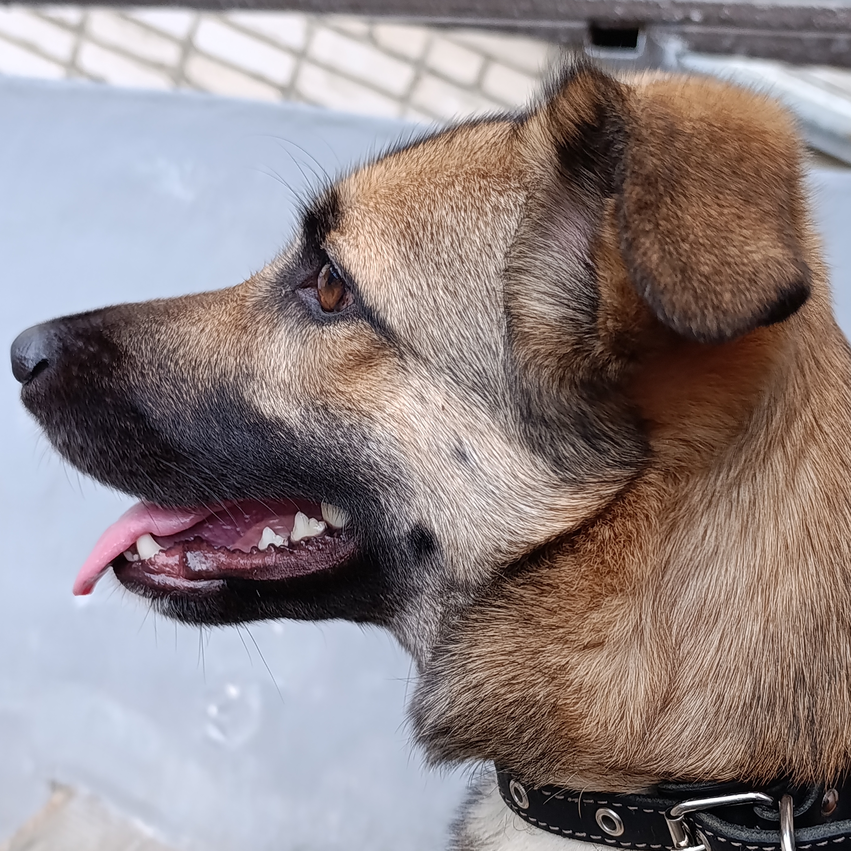 Иконка канала пушистый хвостик 🌴