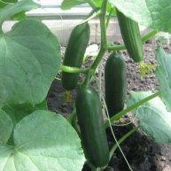 Иконка канала Деревенская движуха