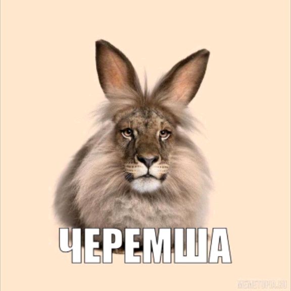 Иконка канала Черемша И Котость