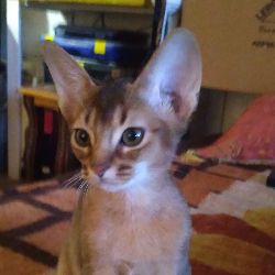 Иконка канала Birn