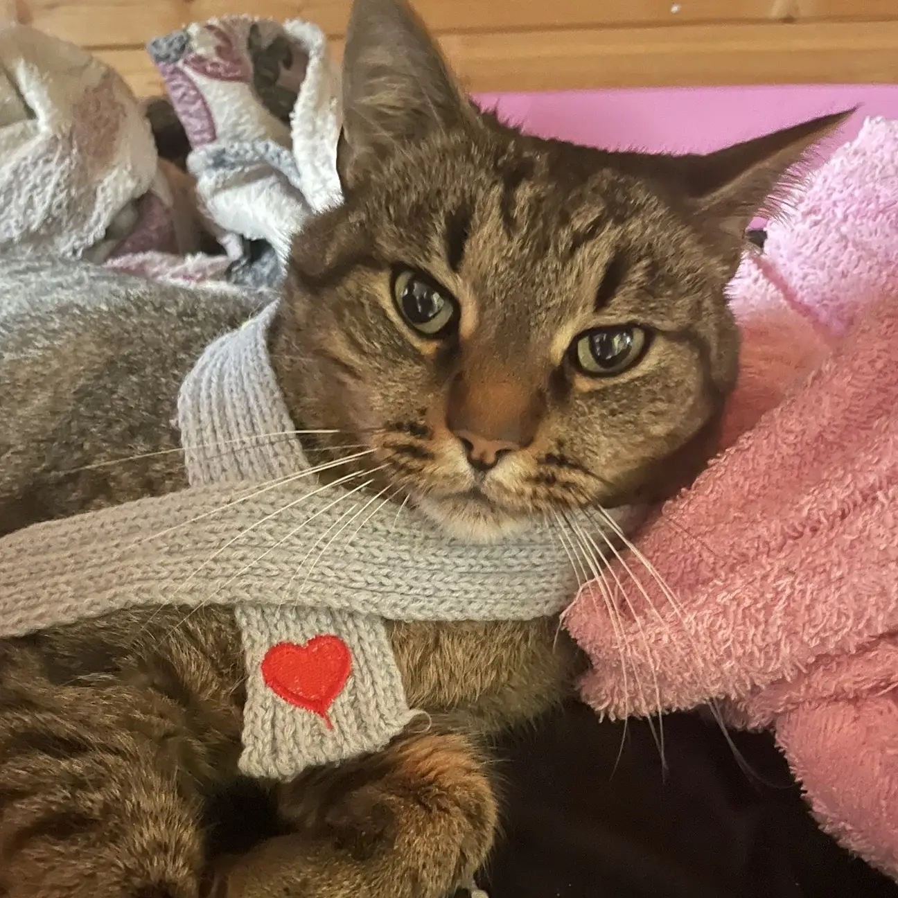 Иконка канала Хвостики