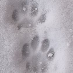 Иконка канала Overload_Rand