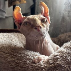 Иконка канала Кудрявый всезнайка