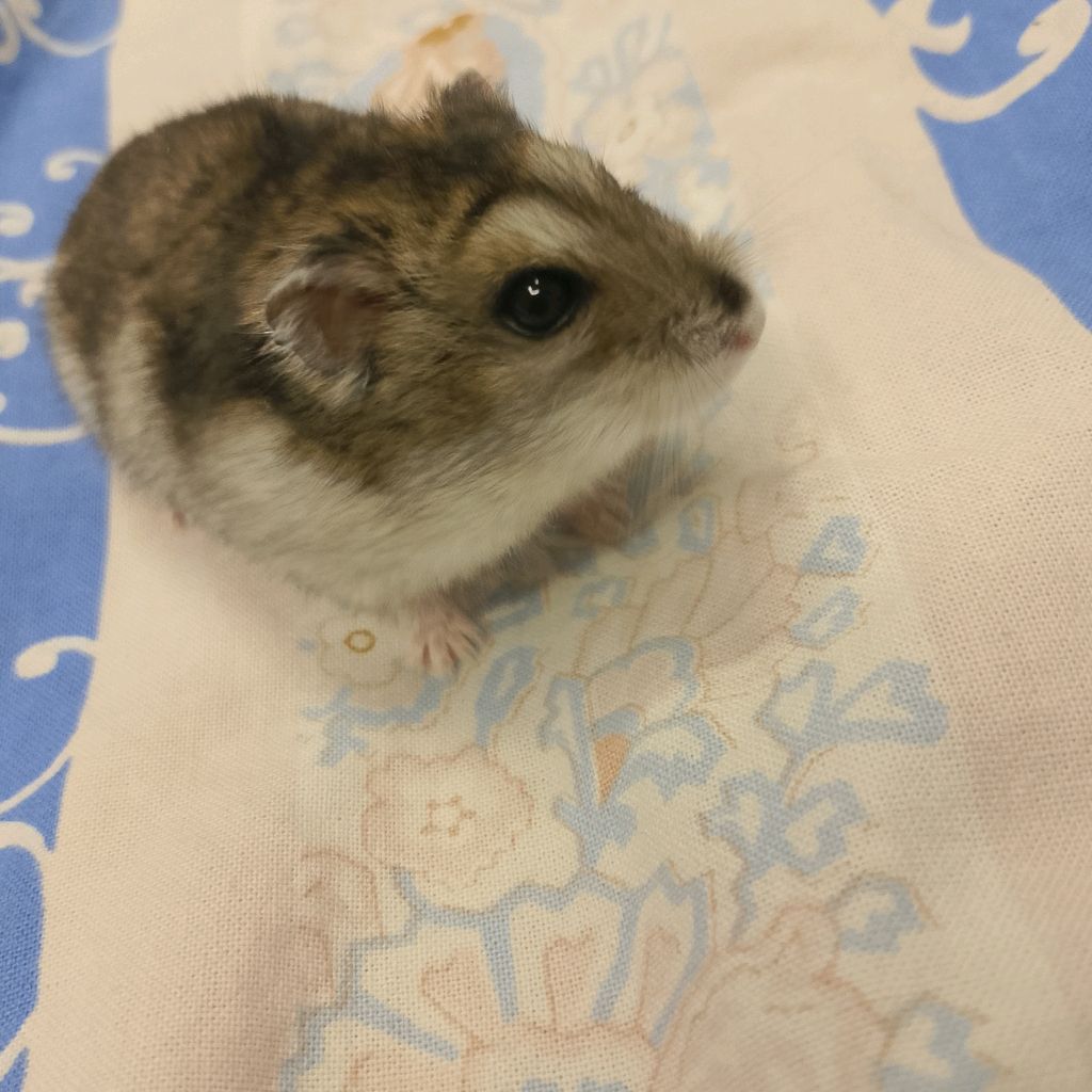 Иконка канала ХОМА