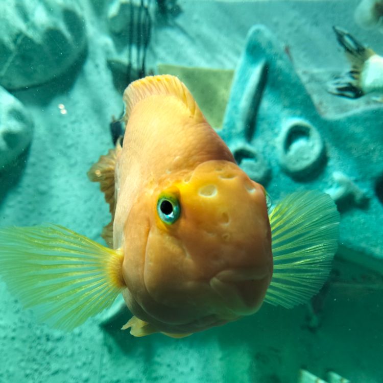 Иконка канала Красное море от РоМаши