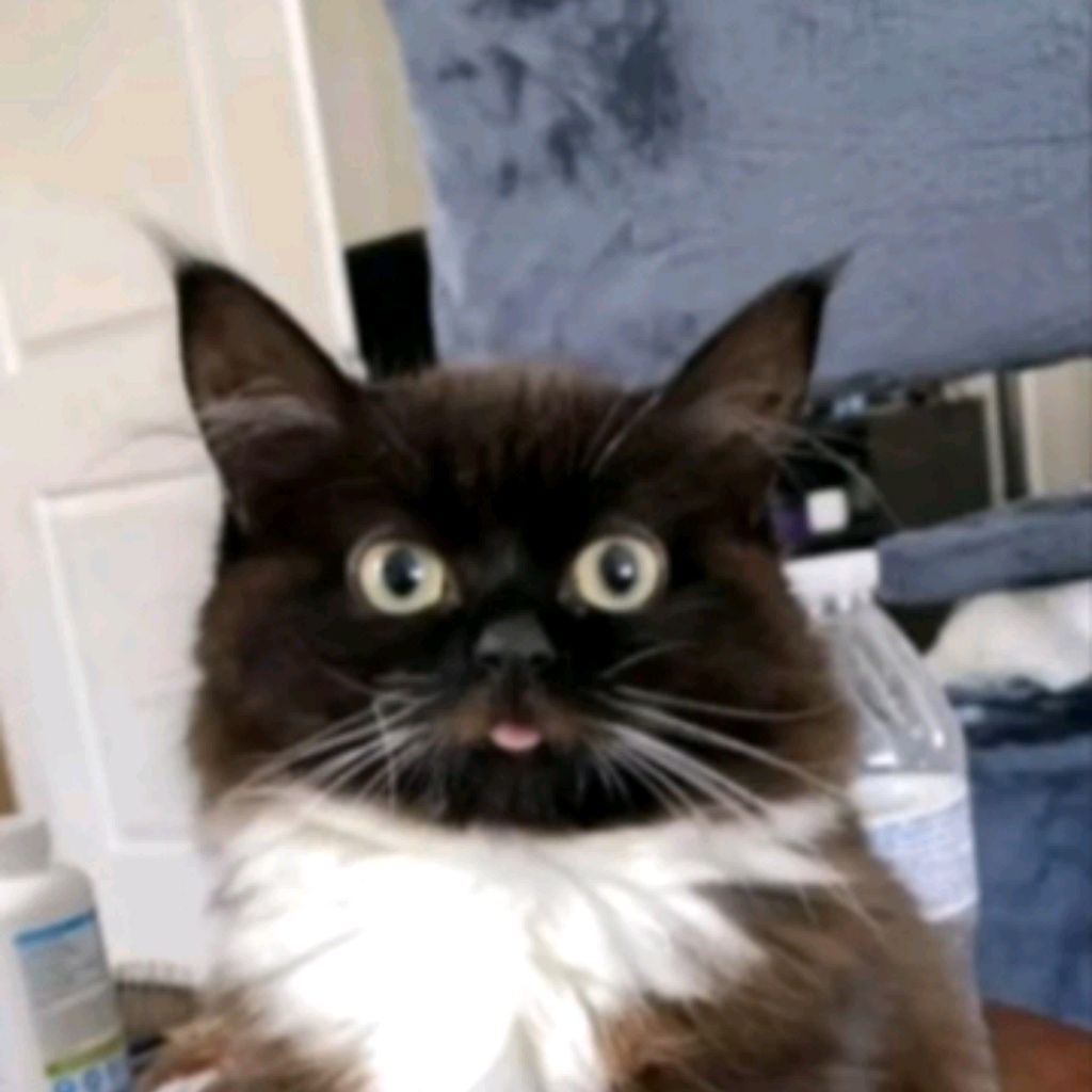 Иконка канала 😼Газан67 Чмоня😼