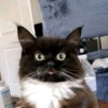 Иконка канала 😼Чмоня😼