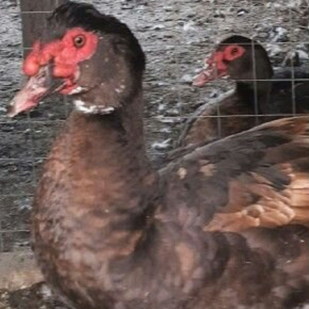 Иконка канала Утиный дворик 🦆🦆🦆 Светлана