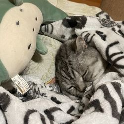 Иконка канала hiiamfine