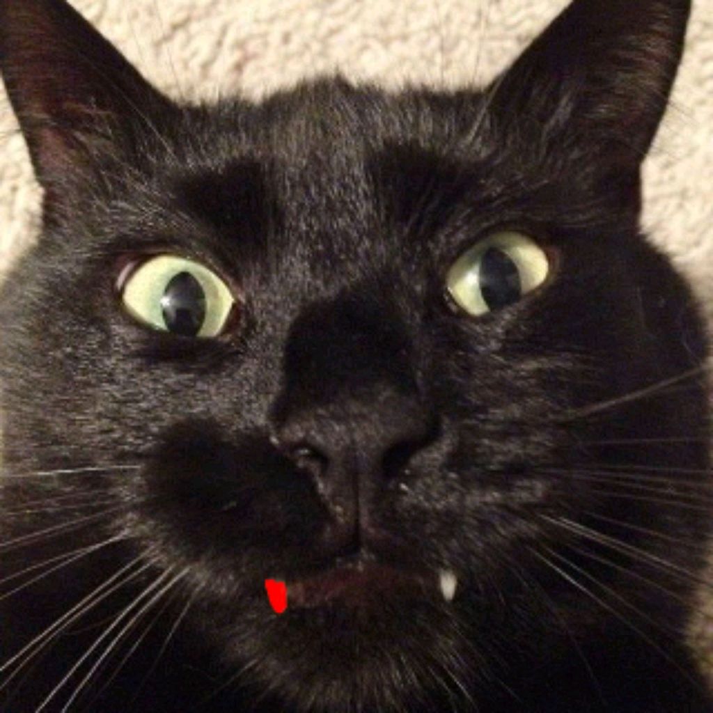Иконка канала Funcat