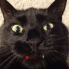 Иконка канала Funcat