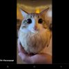 Иконка канала Гуси гусь