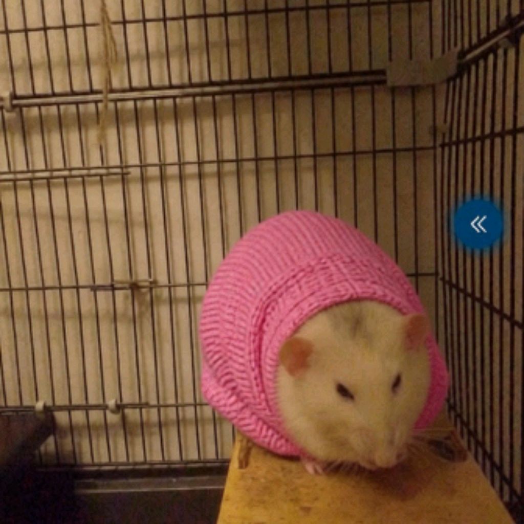 Иконка канала Жиробас