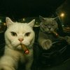 Иконка канала Shizick_PNZ