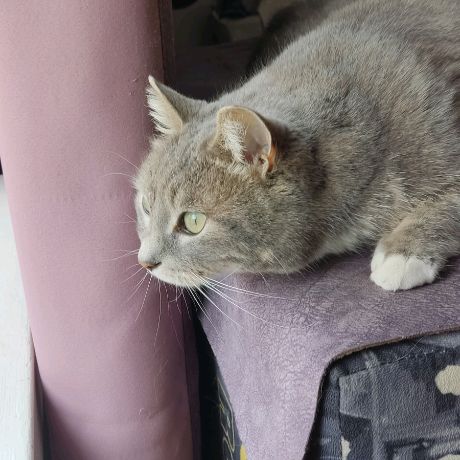 Аватар автора