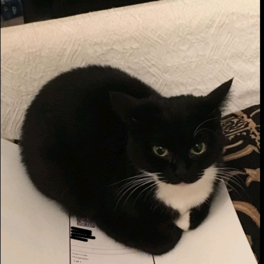 Иконка канала Кот