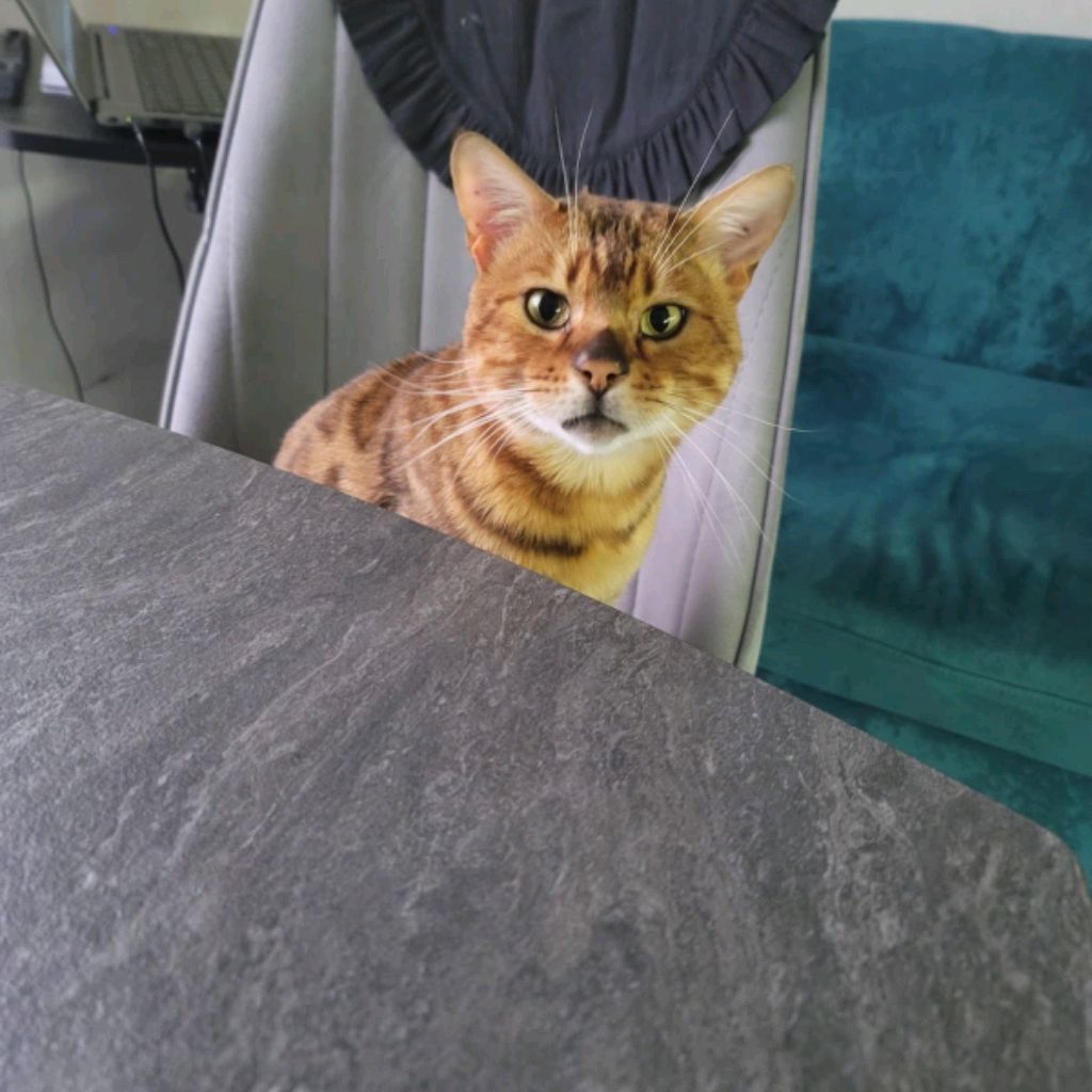 Иконка канала 🪿Гусь🪿