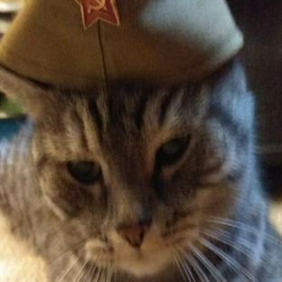 Иконка канала кот