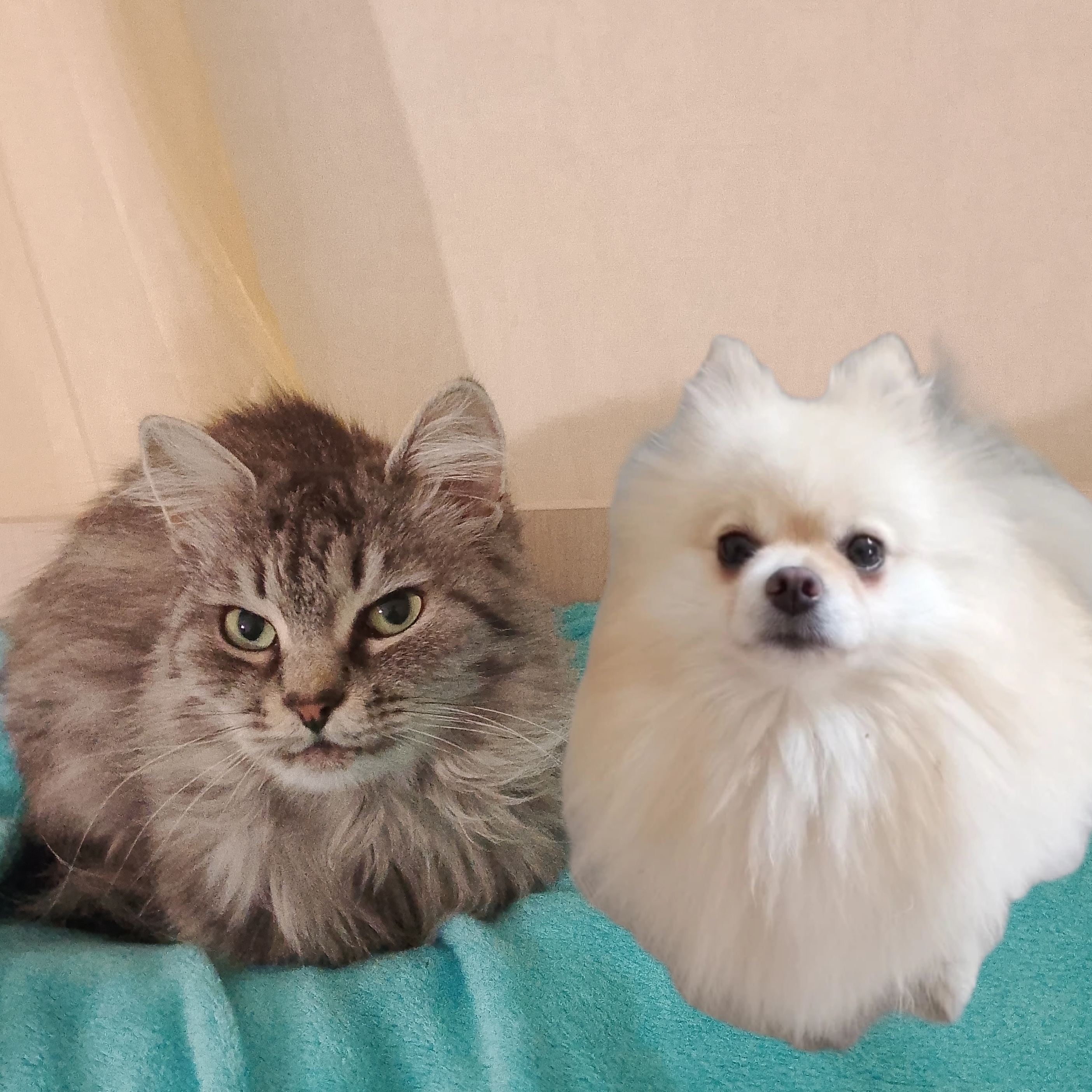 Иконка канала ASYAMILA