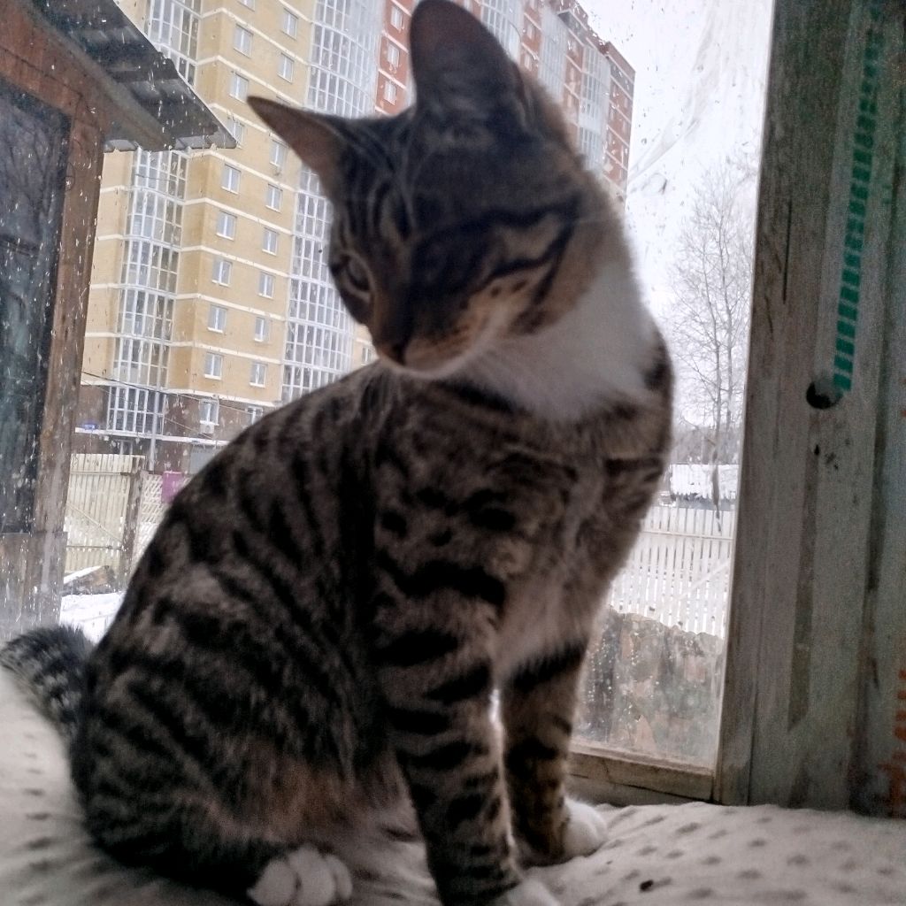 Аватар автора