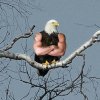 Иконка канала Железный орел