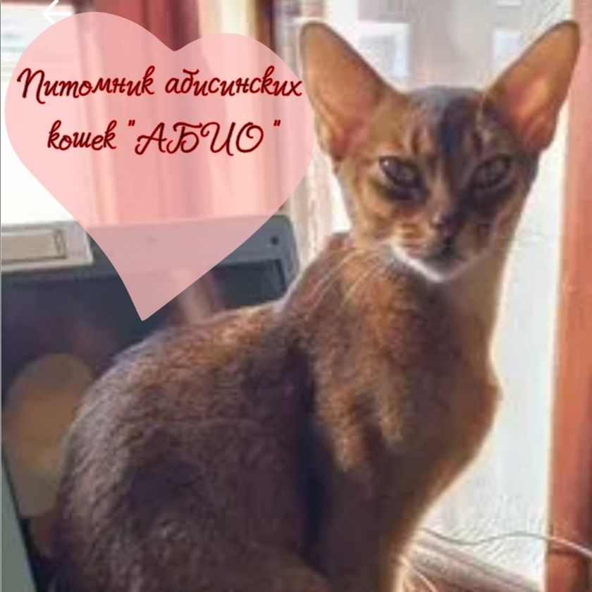 Аватар автора