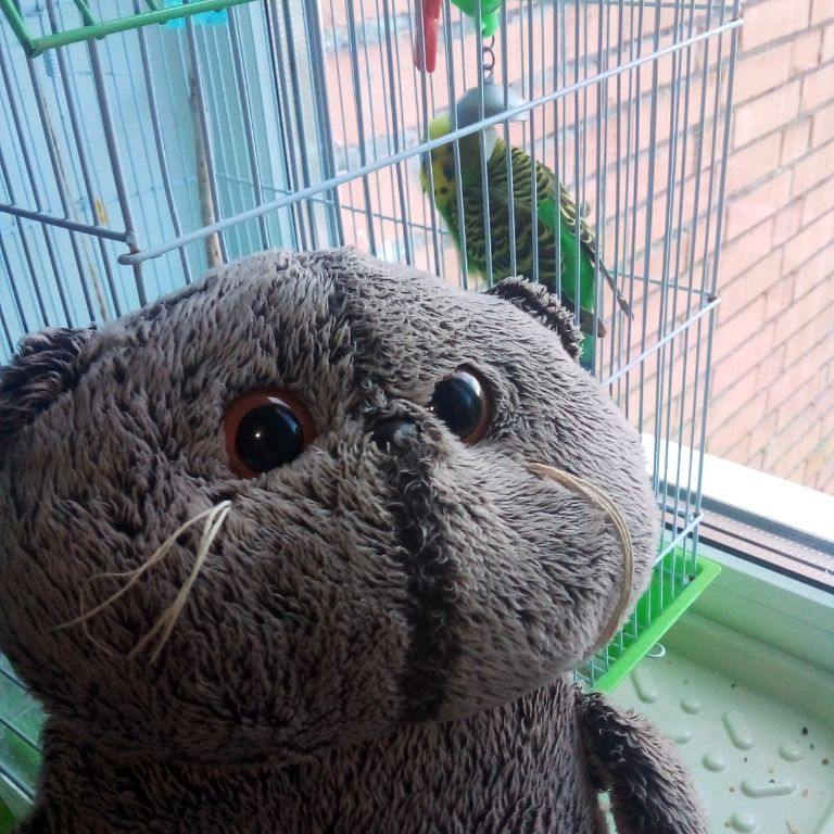 Аватар автора