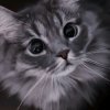 Иконка канала Кот Так и Кусается