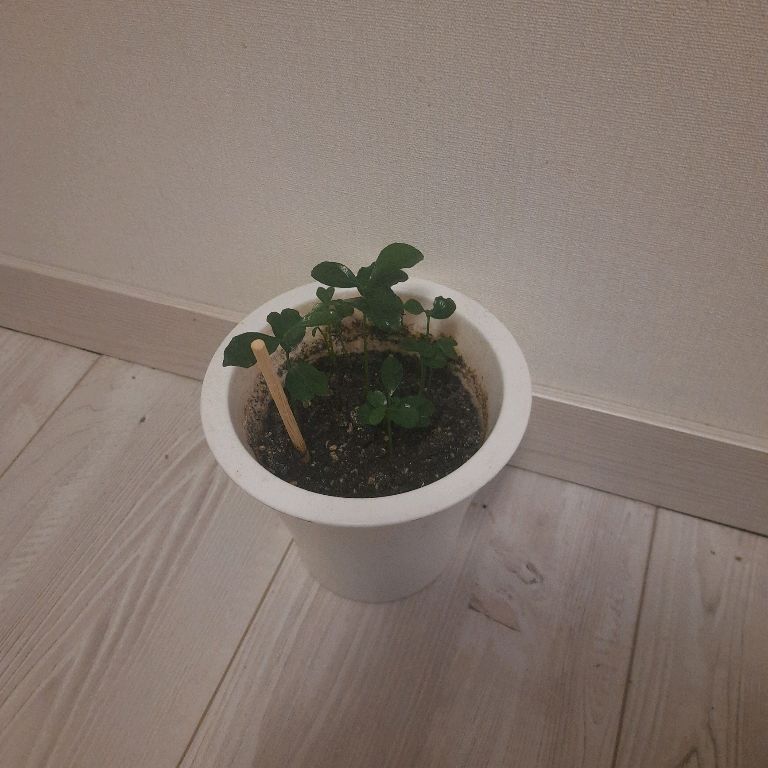 Иконка канала TV MORTE Растения