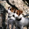 Иконка канала ХВОСТИКИ НА ДАЧЕ❤️🐕🦺❤️
