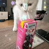 Иконка канала °•—💤Corne Нuккu🦢﹥°•
