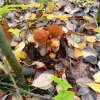 Иконка канала Природа Мордовии