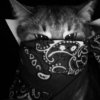 Иконка канала Ультра котик