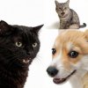Иконка канала Cats and Corgi
