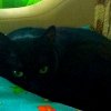 Иконка канала Смешные Котяти