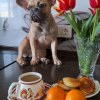 Иконка канала Бульдожка Милли! Дача,юмор и собачье питание!✔️