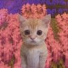 Иконка канала Кот в пальто