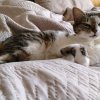 Иконка канала БРАВЛ ИЛЬЯ М