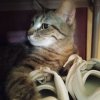 Иконка канала Костя 234К тв