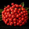 Иконка канала TKL BERRY