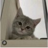Иконка канала TWITCE Brat1ishka