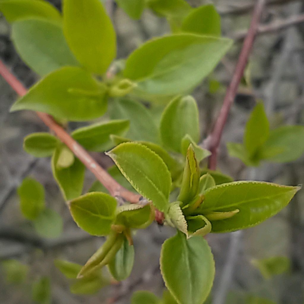 Иконка канала nature