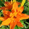 Иконка канала Растения у Ани на подоконнике