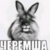 Иконка канала 🦁Черемша🐇[Пэ]