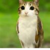 Иконка канала Мяулчик 77к