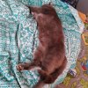 Иконка канала Кот Малыш
